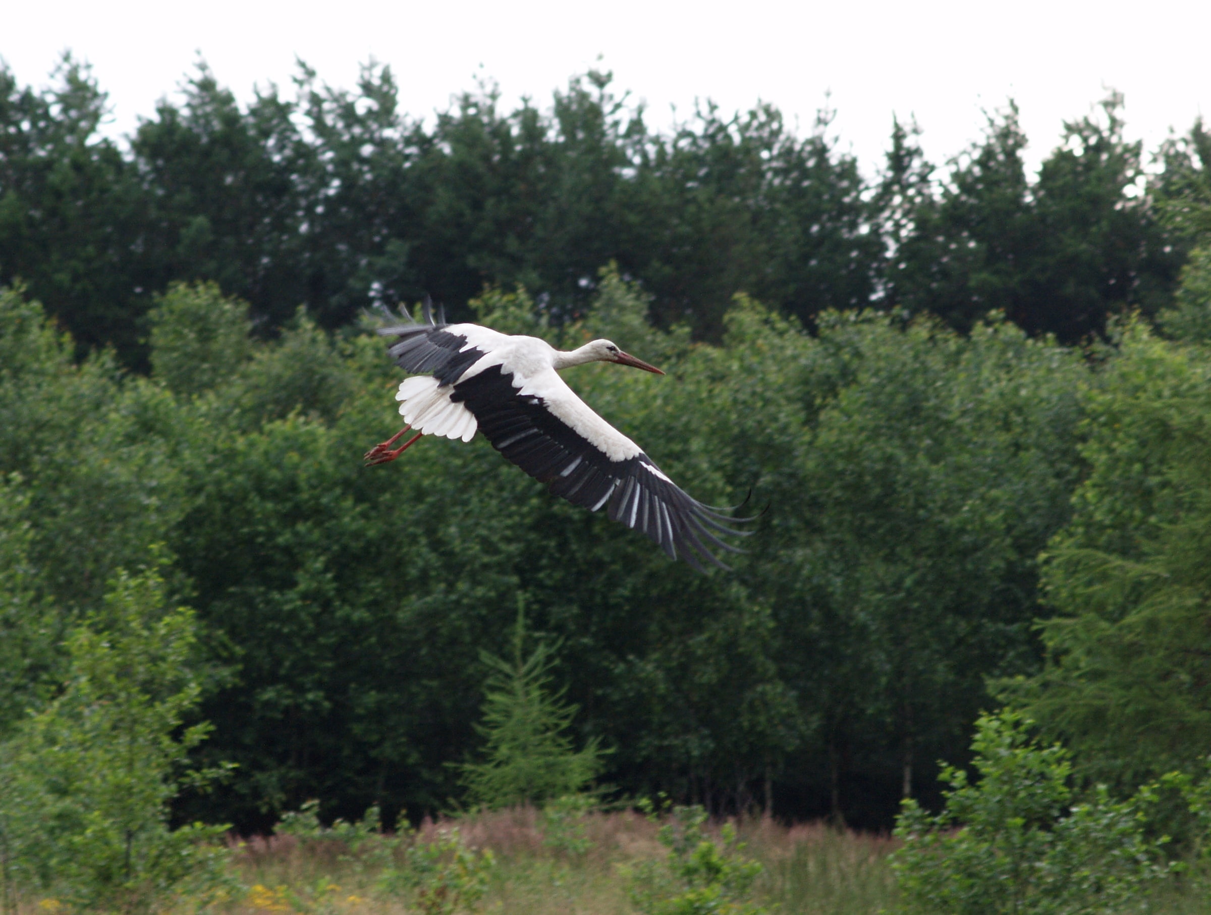 main-picture-stork